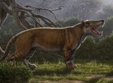 Fossils Of A 22-Million-Year-Old Gigantic Carnivore Larger Than A Polar Bear Discovered In Kenya – It’s A New Species