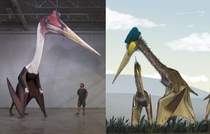 Meet Quetzalcoatlus - World's Largest Flying Animal Had A Wingspan Of Up To 52 Feet (15.9 m