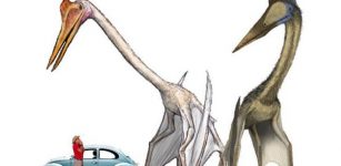 Quetzalcoatlus Was The World’s Largest Flying Animal