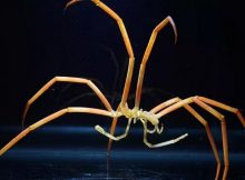 Giant sea spider, Colossendeis robusta, used in the thermal tolerance righting assays in experiments done by Shishido and colleagues at McMurdo Station, Antarctica. Photo by Tim Dwyer, courtesy of ARCUS.