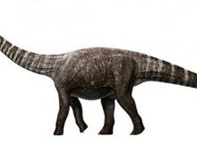 An artist’s impression of Rhoetosaurus brownei, (c) Queensland Museum 2014. Credit: Konstantinov, Atuchin & Hocknull. Credit: University of Queensland