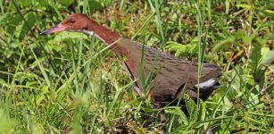 Last Surviving Flightless Bird Species Rose From The Dead