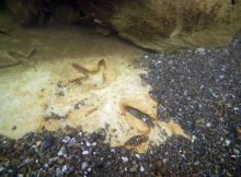 12-Million-Year-Old Moa Footprints Discovered Underwater In New Zealand