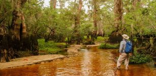 One Of The Oldest Known Living Trees In Eastern North America Is At Least 2,624 Years Old