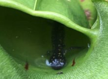 Pitcher plant with a trapped salamander. Credit: University of Guelph