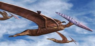 Pterodactyls in Flight - Spencer Sutton/Science Source