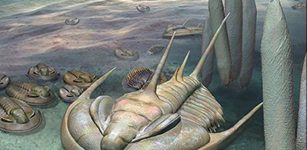 The new species is about 500 million years old, and is the largest Cambrian trilobite discovered in Australia. It grew to around 30 cm in length, which is almost twice the size of other Australian trilobites of similar age.