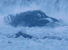 glacier calving occuring on the Greenland Ice Sheet. Credit: Tim Dixon, PhD