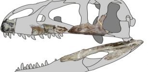 Siamraptor skull reconstruction. Image credit: Chokchaloemwong et al., 2019