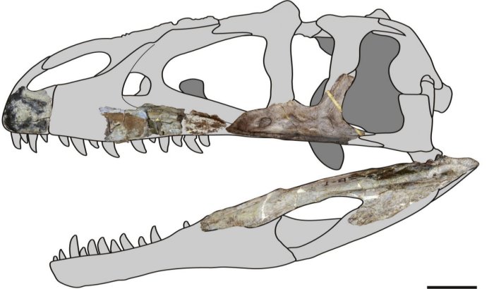 Siamraptor skull reconstruction. Image credit: Chokchaloemwong et al., 2019