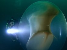 Giant Mysterious Jelly Ball Encountered Underwater In Norway Comes With A Surprise