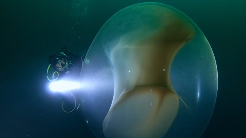 Giant Mysterious Jelly Ball Encountered Underwater In Norway Comes With A Surprise