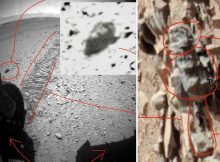 Images From Mars Show Insects And Reptile-Like Creatures Are Present On The Red Planet