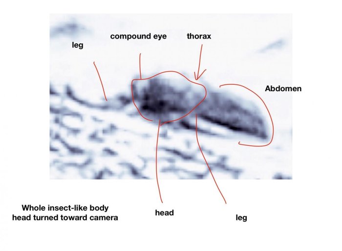 Images From Mars Show Evidence Of Life – Insect, Reptile-Like Fossils, Living Creatures Are There – Entomologist Says