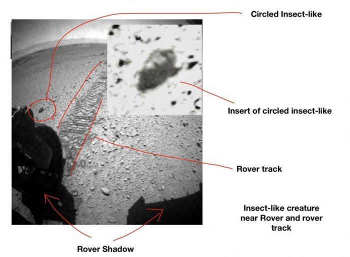 Images From Mars Show Insects And Reptile-Like Creatures - Entomologist Says