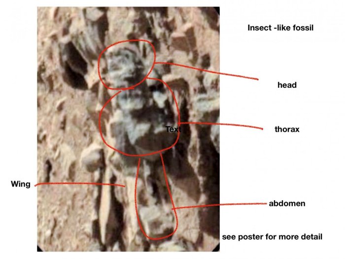 Images From Mars Show Insects And Reptile-Like Creatures - Entomologist Says