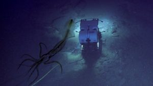 Bizarre Mermaid-Like Creatures Photographed Underwater - MessageToEagle.com