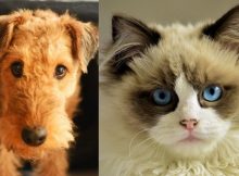 Your Pet Does Have A Facial Expression And You Can Learn How To Read It