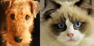 Your Pet Does Have A Facial Expression And You Can Learn How To Read It