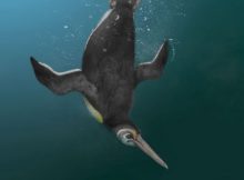 Giant Human-Sized Penguins Ruled The World After Dinosaurs Died Out