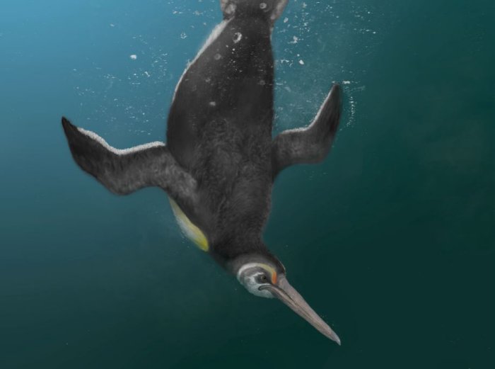 Giant Human-Sized Penguins Ruled The World After Dinosaurs Died Out