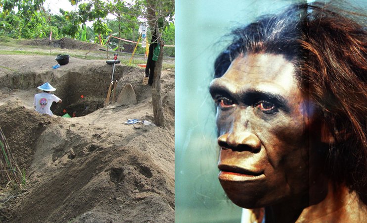 Last Homo Erectus Lived 117,000 Years Ago At Ngandong