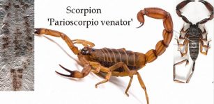 Oldest scorpion on earth