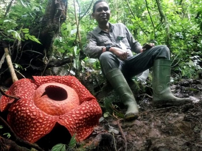 World's Largest' Flower - Giant Rafflesia Tuan-Mudae Spotted In Indonesia