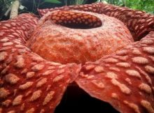 World's Largest' Flower - Giant Rafflesia Tuan-Mudae Spotted In Indonesia