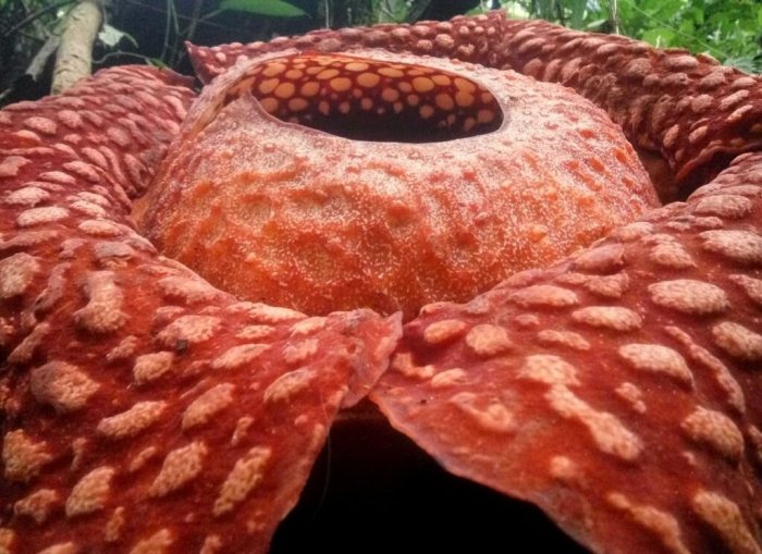 World's Largest' Flower - Giant Rafflesia Tuan-Mudae Spotted In Indonesia