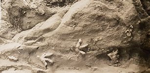 Dinosaur footprints on a cave ceiling in Central Queensland