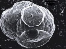 Exotic Life Found Inside Mini Spheroids With Mysterious Dark Cores - Startling Discovery