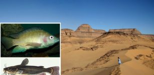 Discovery Of Fish In The Sahara – What More Is Buried Under The Sand?