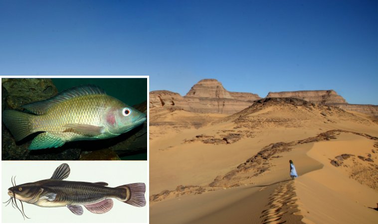 Discovery Of Fish In The Sahara – What More Is Buried Under The Sand?
