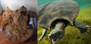 Meet Stupendemys - Giant Turtle With Horns And Shell Up To Three Meter Discovered In South America