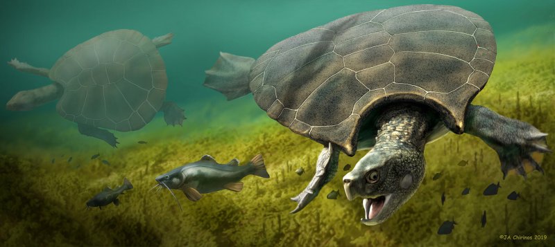 Meet Stupendemys - Giant Turtle With Horns And Shell Up To Three Meter Discovered In South America