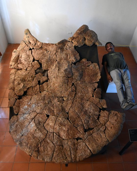 Meet Stupendemys - Giant Turtle With Horns And Shell Up To Three Meter Discovered In South America