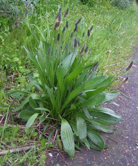 Plants Could Survive Climate Change Because They Break Rules Of Ecology – Surprising Discovery 