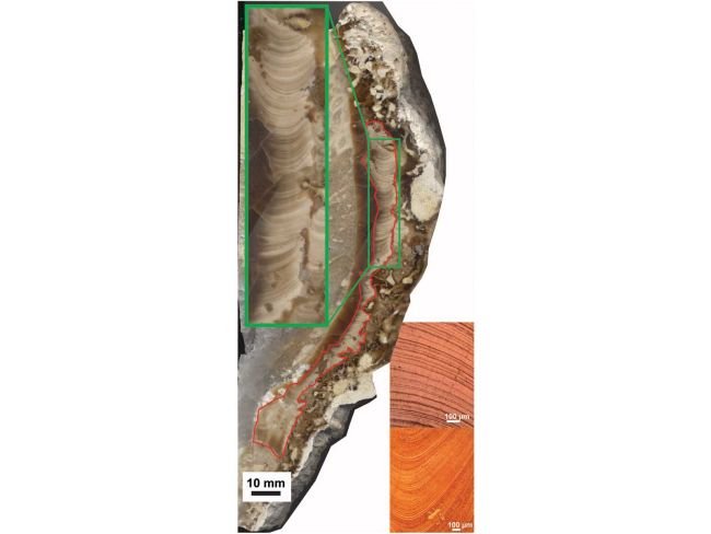 Ancient Shells Reveal Our Days Were Half-Hour Shorter 70 Million Years Ago