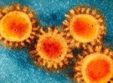 Is The Coronavirus A Bioweapon? Scientists Investigated And The Answer Is No