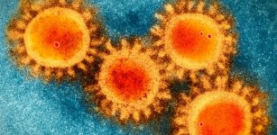 Is The Coronavirus A Bioweapon? Scientists Investigated And The Answer Is No