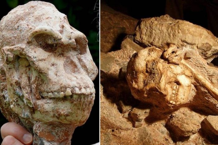 Skull Reveals Little Foot Was Capable Of Different Head Movements Than Modern Humans