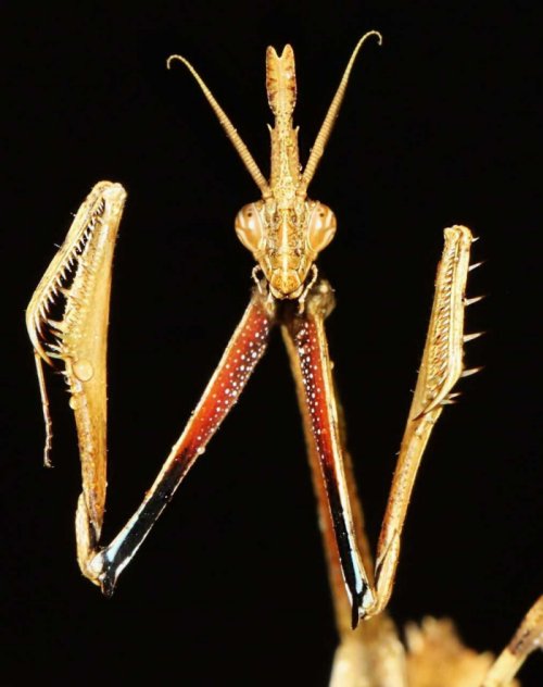 A praying mantis, Empusa hedenborgii, which may have inspired the petroglyph, according to the research team. Credit: Mr Mahmood Kolnegari