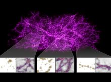 Astronomers used slime mold to try to trace the cosmic web. NASA, ESA, and J. Burchett and O. Elek (UC Santa Cruz)