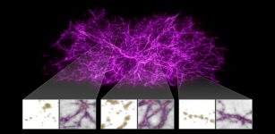 Astronomers used slime mold to try to trace the cosmic web. NASA, ESA, and J. Burchett and O. Elek (UC Santa Cruz)