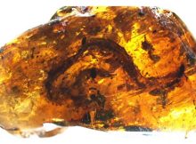 World’s Smallest Mesozoic Dinosaur Discovered In Amber