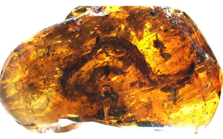 World’s Smallest Mesozoic Dinosaur Discovered In Amber