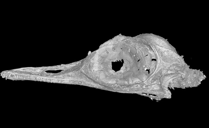 World’s Smallest Mesozoic Dinosaur Discovered In Amber