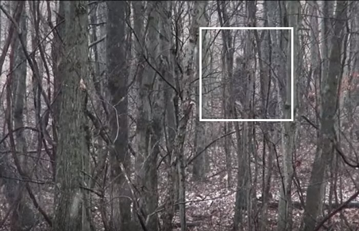 Strange Large Creature Lurking In Salt Fork State Park, Ohio – Is It Bigfoot?