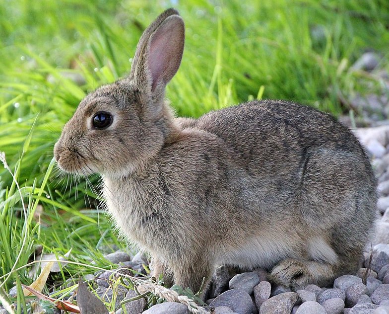 Brown Hares And Chickens Were Seen As Gods Not Food In Iron Age Britain